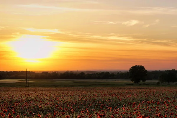 Poppy field in sunset — Stock Photo, Image