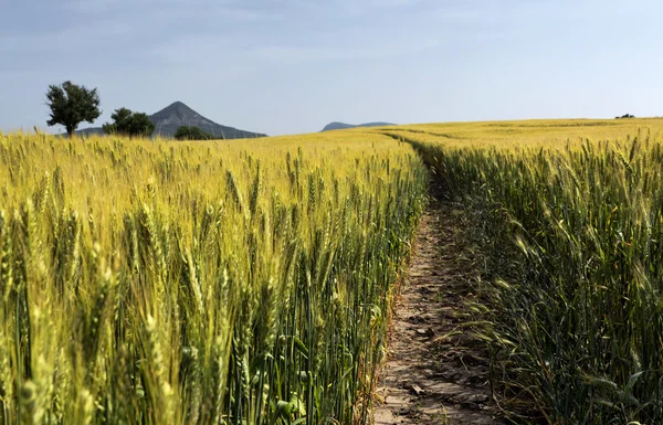 Tarweveld in de zomer — Stockfoto