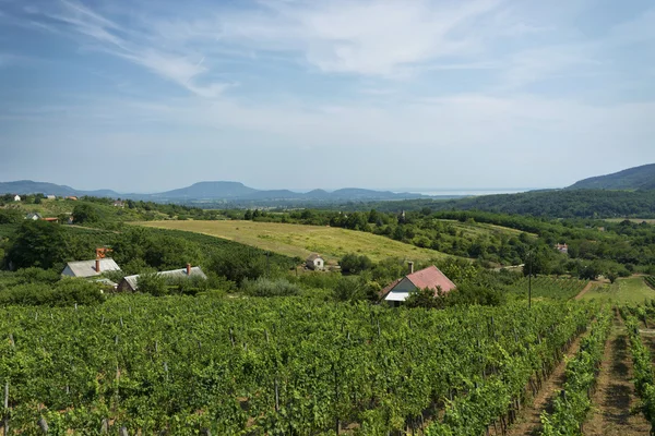 Szőlőskert táj: Balaton, Magyarország — Stock Fotó