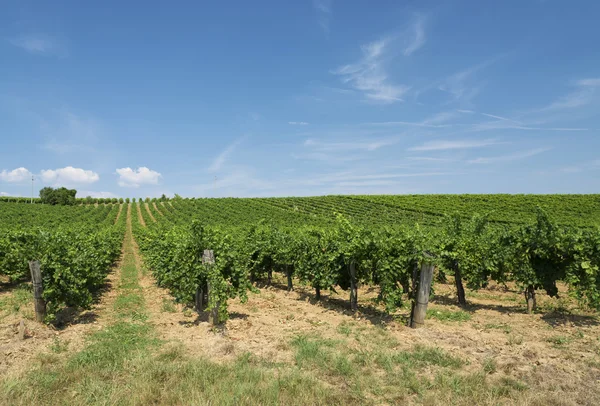 Vineyard in summer time, Hungary — Stock Photo, Image