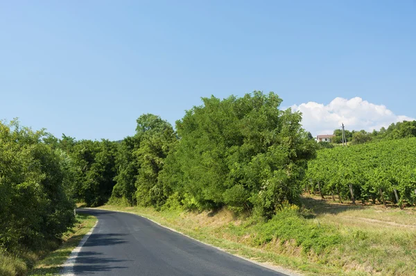 Road next to the vineyard in summer time, Hungary — Stock Photo, Image
