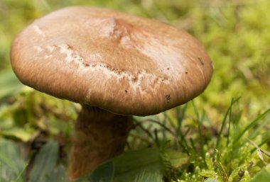 Mantar (Chroogomphus Kızılgöz) yakından