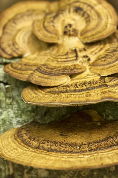 Pilz auf einem Baum, Makrofoto — Stockfoto