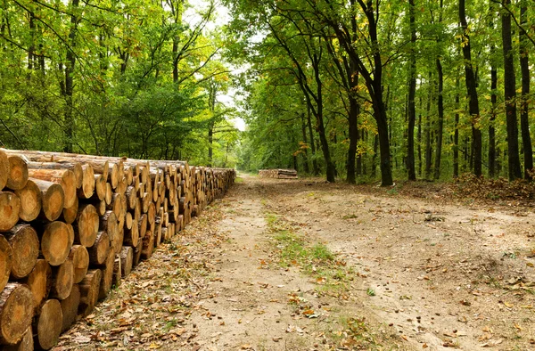 Gran pila de madera en el bosque Imágenes de stock libres de derechos