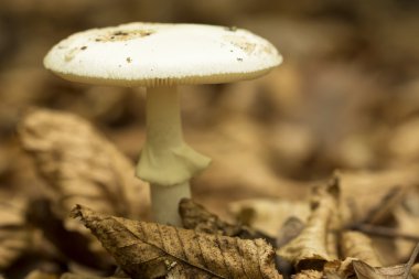 Ölüm cap (amanita phalloides)