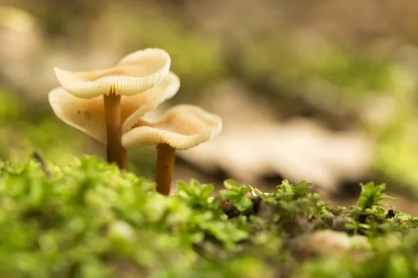 Peri Yüzük Mantar Marasmius Wynnei Makro Seçici Odak — Stok fotoğraf