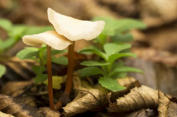 Čarodějné kruhy hub (Marasmius wynnei) — Stock fotografie