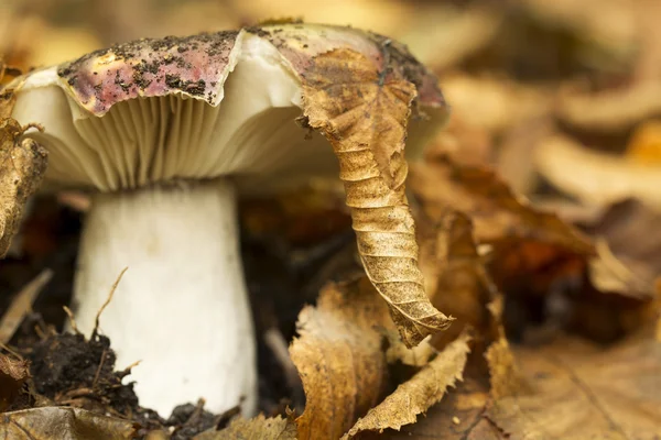 Rosy Russula Russula Rosea Macro Selective Focus — стоковое фото