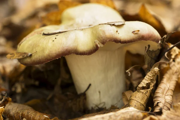 Różowe gołąbek (Russula rosea) — Zdjęcie stockowe