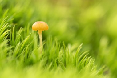 Mantar ormandaki makro