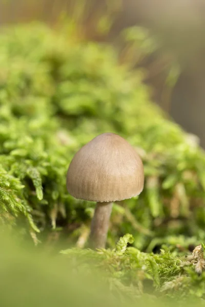 Moss üzerinde küçük mantar makro — Stok fotoğraf