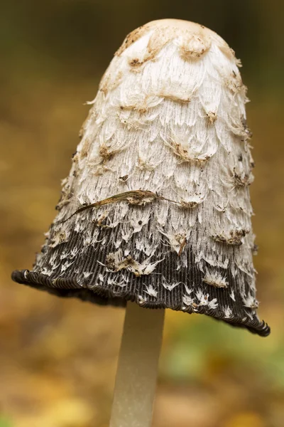 Couvercle d'encre (Coprinus comatus) champignon dans la forêt — Photo