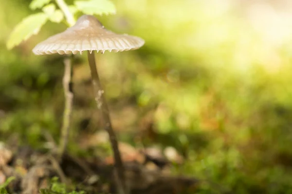 Makro Grzybów Selektywny Fokus — Zdjęcie stockowe