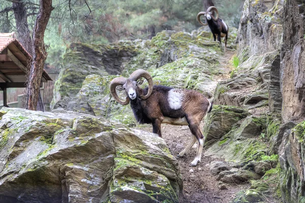 Mountain goat posing — Stock Photo, Image