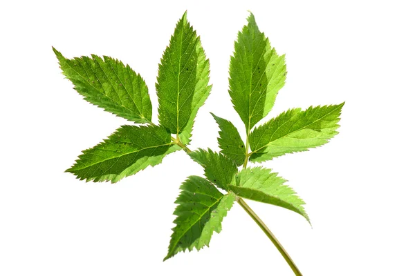 Zemin yaşlı, Bahçe ot