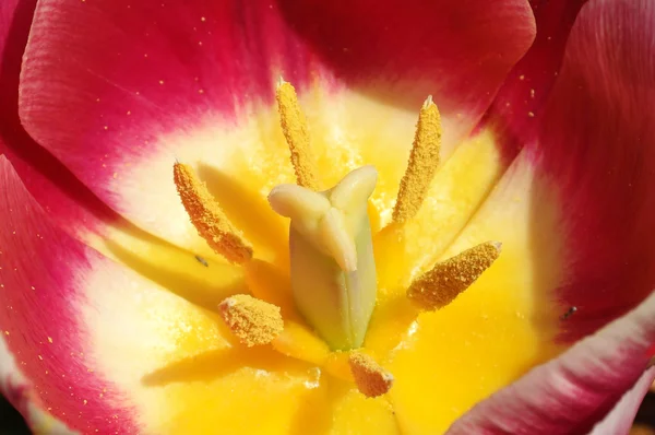 Tulip by close-up — Stock Photo, Image