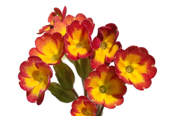 Primula veya çuha çiçeği — Stok fotoğraf