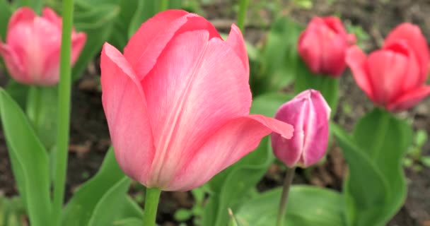 Een tulp opent in de ochtend. Taymlaps. 4k — Stockvideo