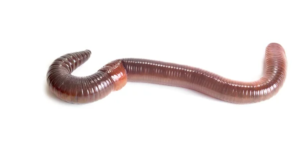 Aardworm, geïsoleerd op een witte achtergrond — Stockfoto