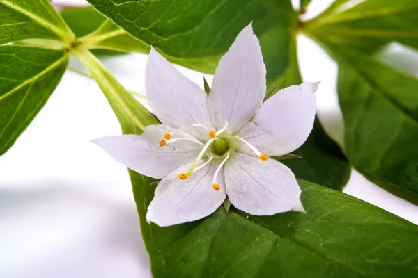 Fiore è Trientalis europaea — Foto Stock