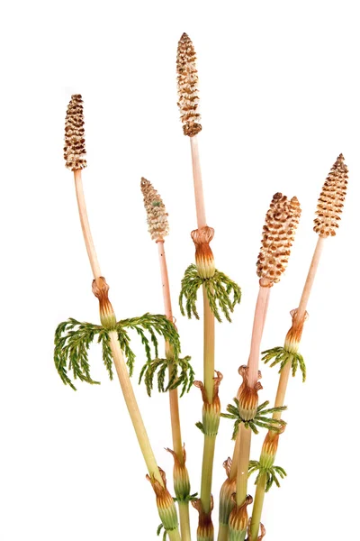 Horsetail or Common — Stock Image Horsetail or Common Stock Picture