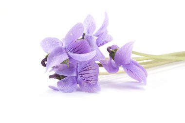 Beyaz bir arka plan üzerinde izole mor orman