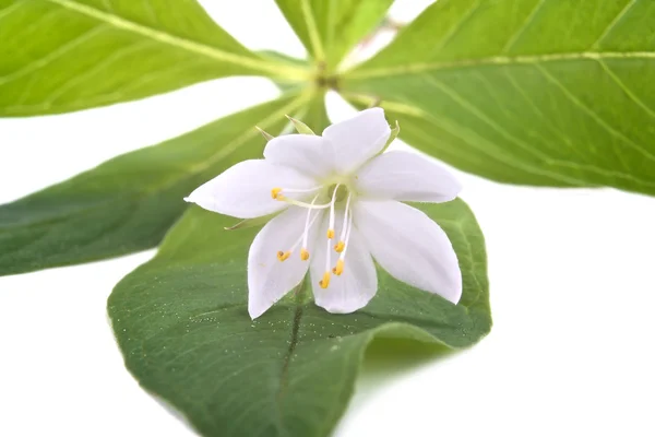 Flower is Trientalis europaea — Stock Photo, Image