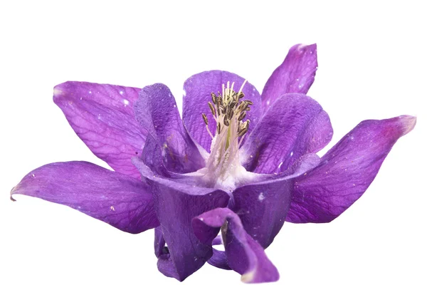 Květina Aquilegia nebo Bábin klobouk nebo columbine — Stock fotografie