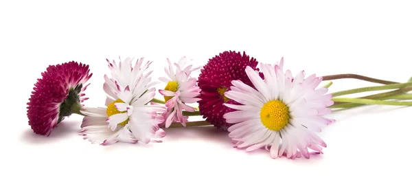 A flower is Bellis — Stock Photo, Image