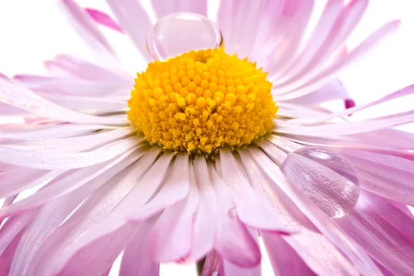 En blomma är Bellis med droppe dagg — Stockfoto