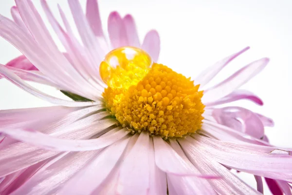 En blomma är Bellis med droppe dagg — Stockfoto