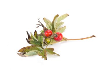 Bir yeşillik ile berry gül dalı