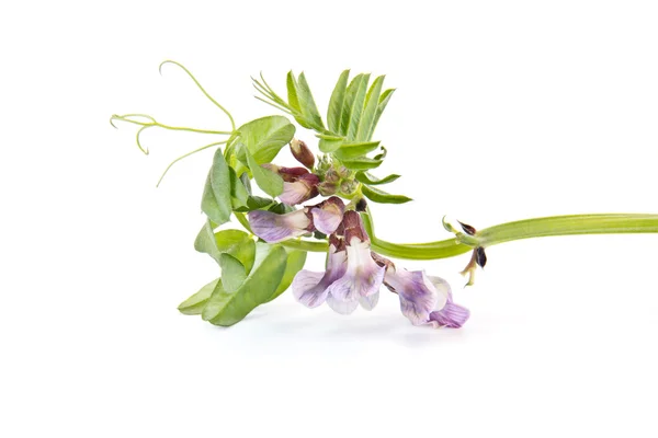 Vicia or vetches — Stock Photo, Image