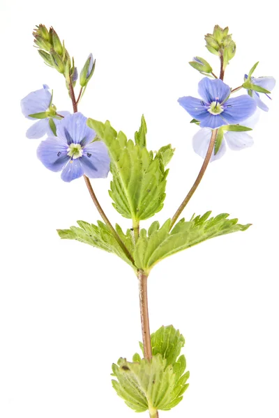 A flowering plant is Veronica — Stock Photo, Image