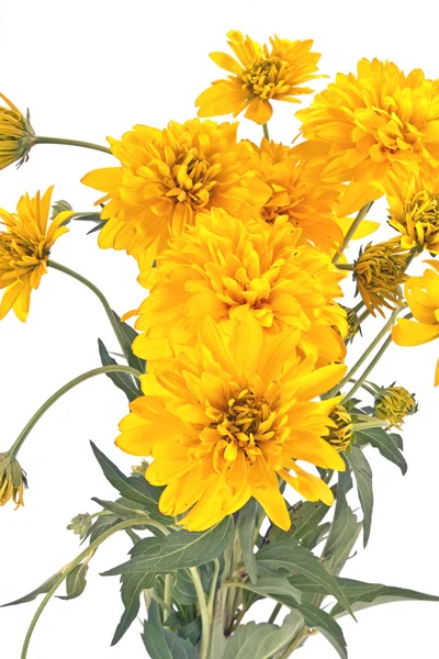 Złoty kwiat piłkę lub rudbeckia — Zdjęcie stockowe