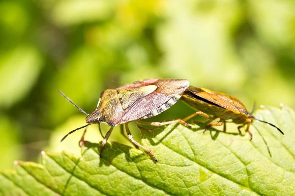 Bug forestier ou insecte forestier — Photo