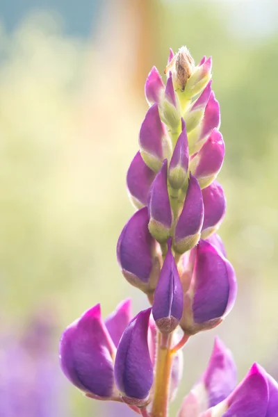 Lupin blomma närbild — Stockfoto