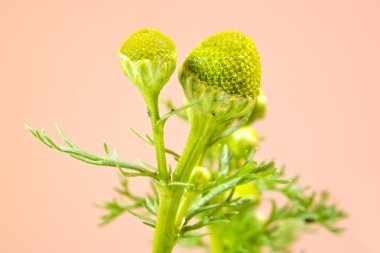 Matricaria discoidea, veya pineappleweed, veya yabani papatya veya di