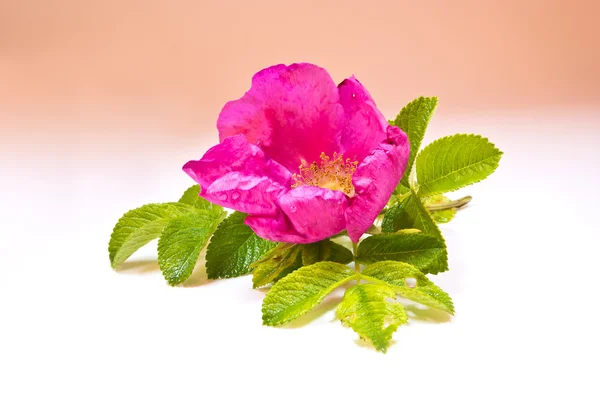 Flor de rosas silvestres — Foto de Stock