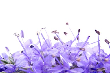 Veronica longifolia beyaz bir arka plan 
