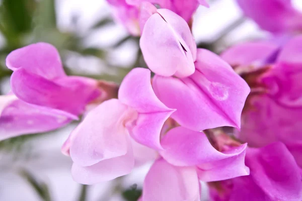 Vicia or vetch — Stock Photo, Image