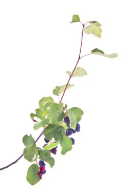 Amelanchier berry veya Frenk üzümü