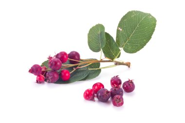 Amelanchier berry or currant clipart