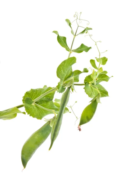 Pods of green peas — Stock Photo, Image