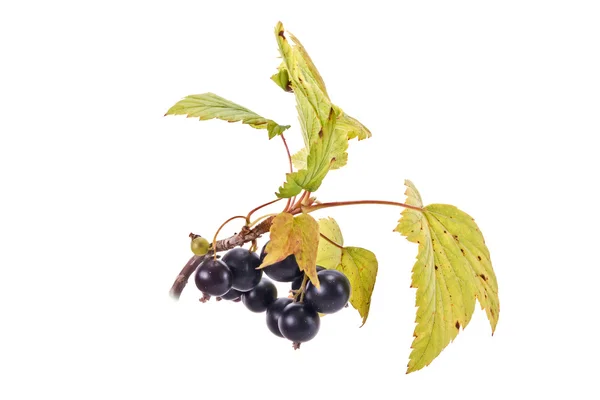 Sprig of black currant with leaves — Stock Photo, Image