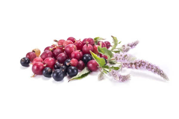 Berries of gooseberry and blackcurrant and mint Blooming — Stock Photo, Image