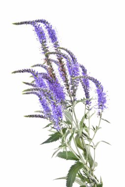 Veronica longifolia bir beyaz