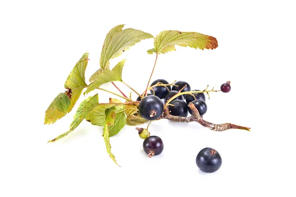 Sprig of black currant with leaves — Stock Photo, Image