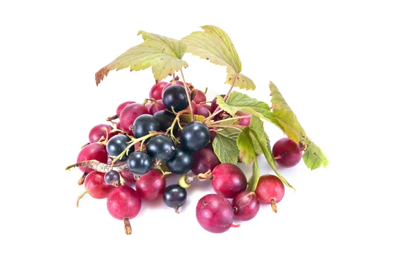 Sprig of blackberry and berry of gooseberry — Stock Photo, Image