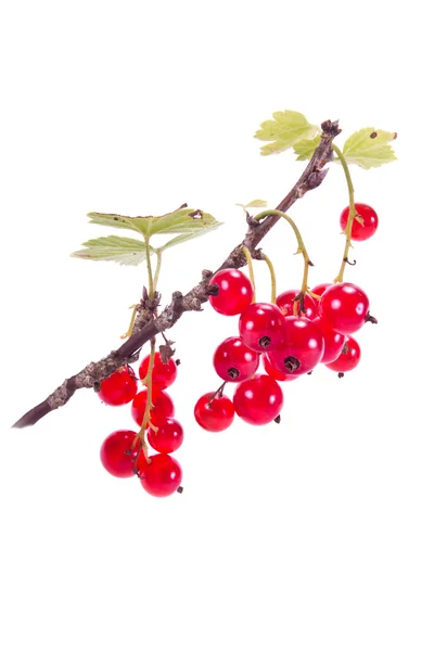 Sprig di ribes rosso con foglie — Foto Stock